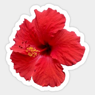 Red Hibiscus Sticker